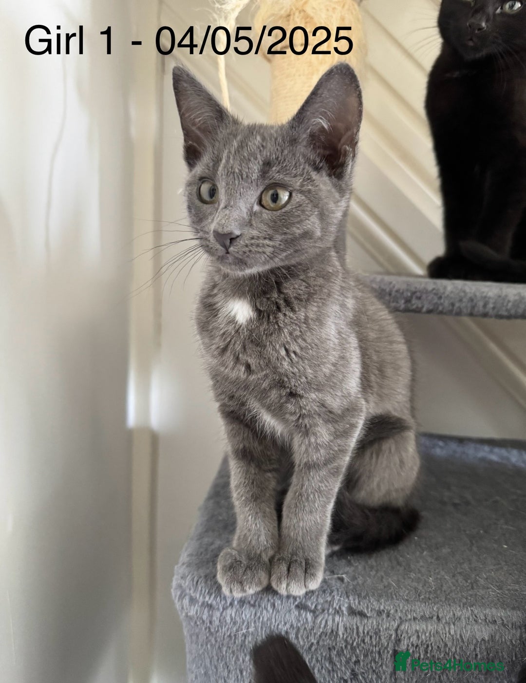 Domestic Shorthair cats for sale: x3 Beautiful and Playful Kittens - Image 1