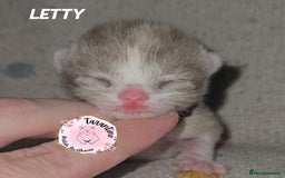British Shorthair cats for sale: GCCF REGISTERED BRITISH SHORTHAIR KITTENS  - Image 8