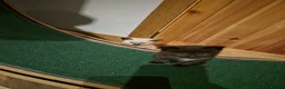 Norwegian Forest Cat cats for sale: Ragdoll x Norwegian forest kittens - Advert 5