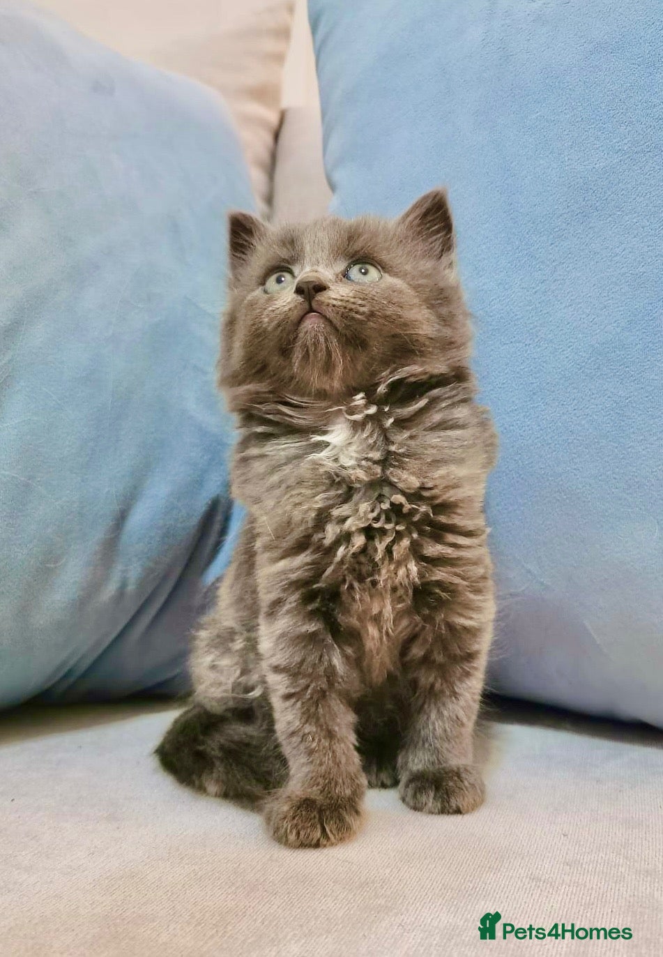 Maine Coon cats 🐾 Beautiful Maine Coon Kittens 🐾 - Advert 4
