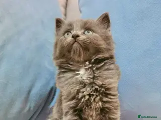 Maine Coon cats 🐾 Beautiful Maine Coon Kittens 🐾 - Advert 4
