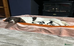 English Springer Spaniel dogs for sale: English springer spaniel puppies  - Image 6