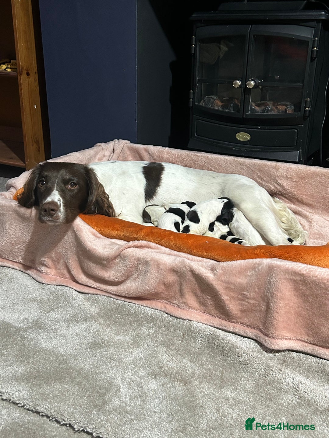 English Springer Spaniel dogs for sale: English springer spaniel puppies  - Image 6