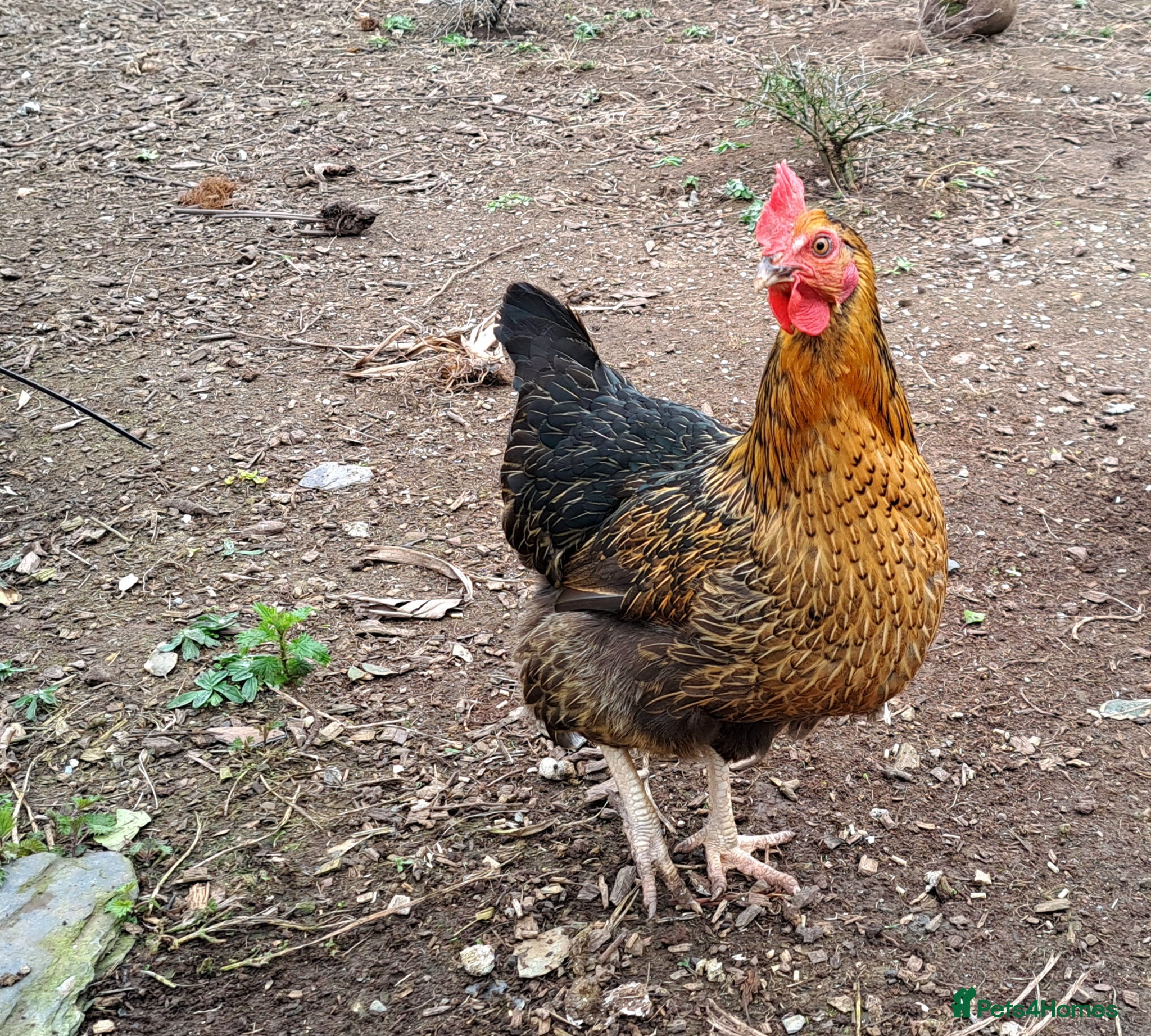 Chickens poultry Two lovely friendly chooks, laying well - Advert 8