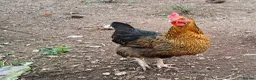 Chickens poultry for sale: Two lovely friendly chooks, laying well in Pembroke - Advert 1