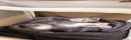 Scottish Fold cats for sale: Scottish Fold Cross Kitten  in London - Advert 2