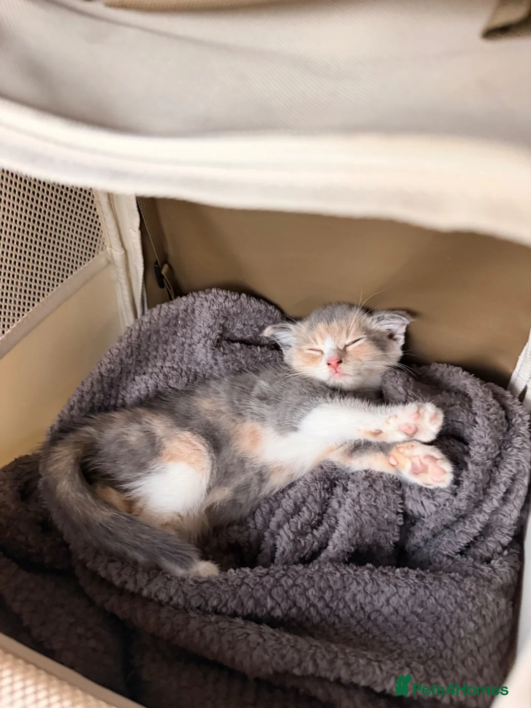 Scottish Fold cats for sale: Scottish Fold Cross Kitten  in London - Advert 2
