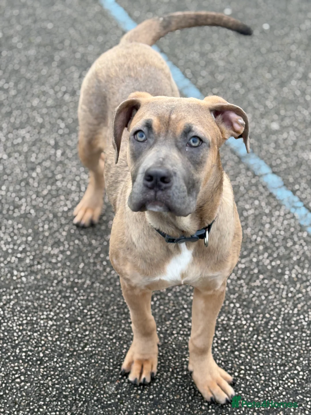 Mixed Breed dogs for sale: Cane corso staffy rehoming - Advert 2