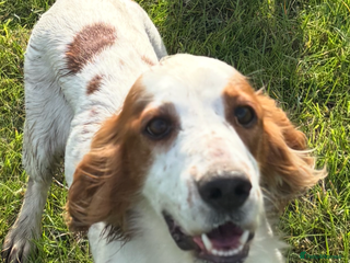 Cocker Spaniel dogs Rehoming Cocker Spaniel female - Advert 1