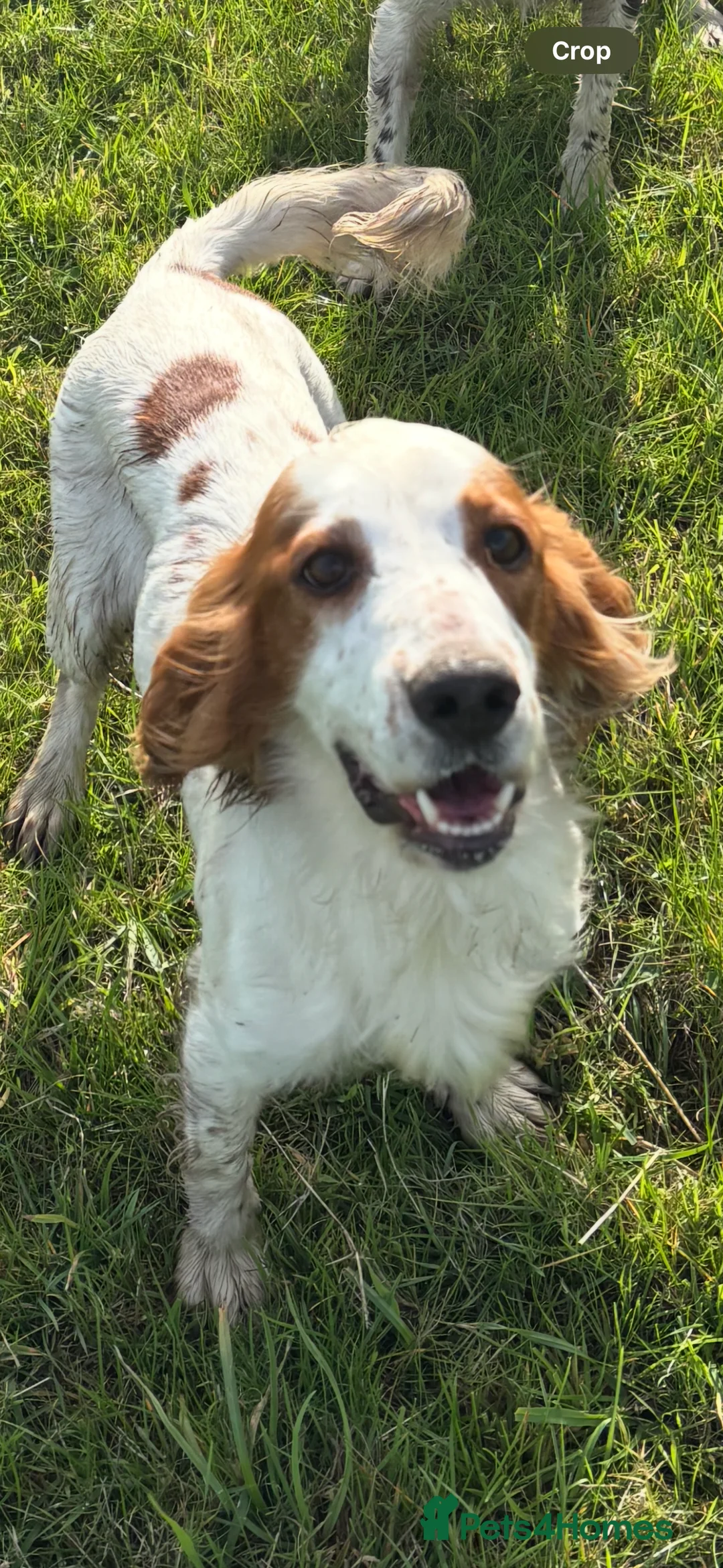 Cocker Spaniel dogs for sale: Rehoming Cocker Spaniel female  - Advert 2