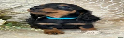 Miniature Dachshund dogs for sale: KC Miniature Dachshund Puppies - Advert 4