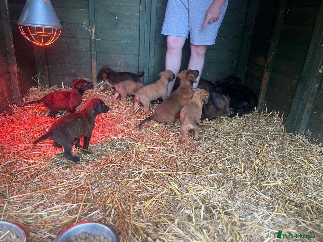 Belgian Shepherd Dog dogs for sale: Litter  - Image 20