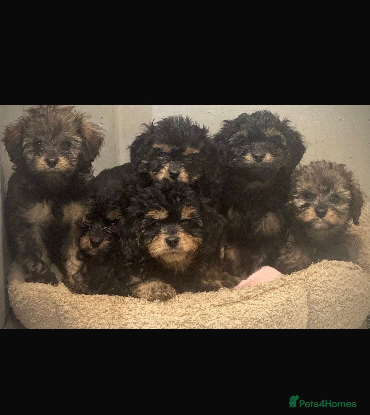 Cavapoo dogs Cavapoo puppies phantom Black and Tan  - Advert 1