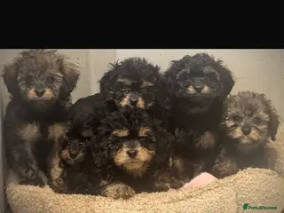 Cavapoo dogs Cavapoo puppies phantom Black and Tan - Advert 1