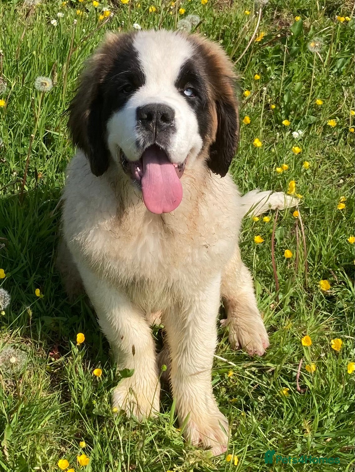 Saint Bernard dogs for sale: Pups from HIP & ELBOW scored parents  - Advert 6