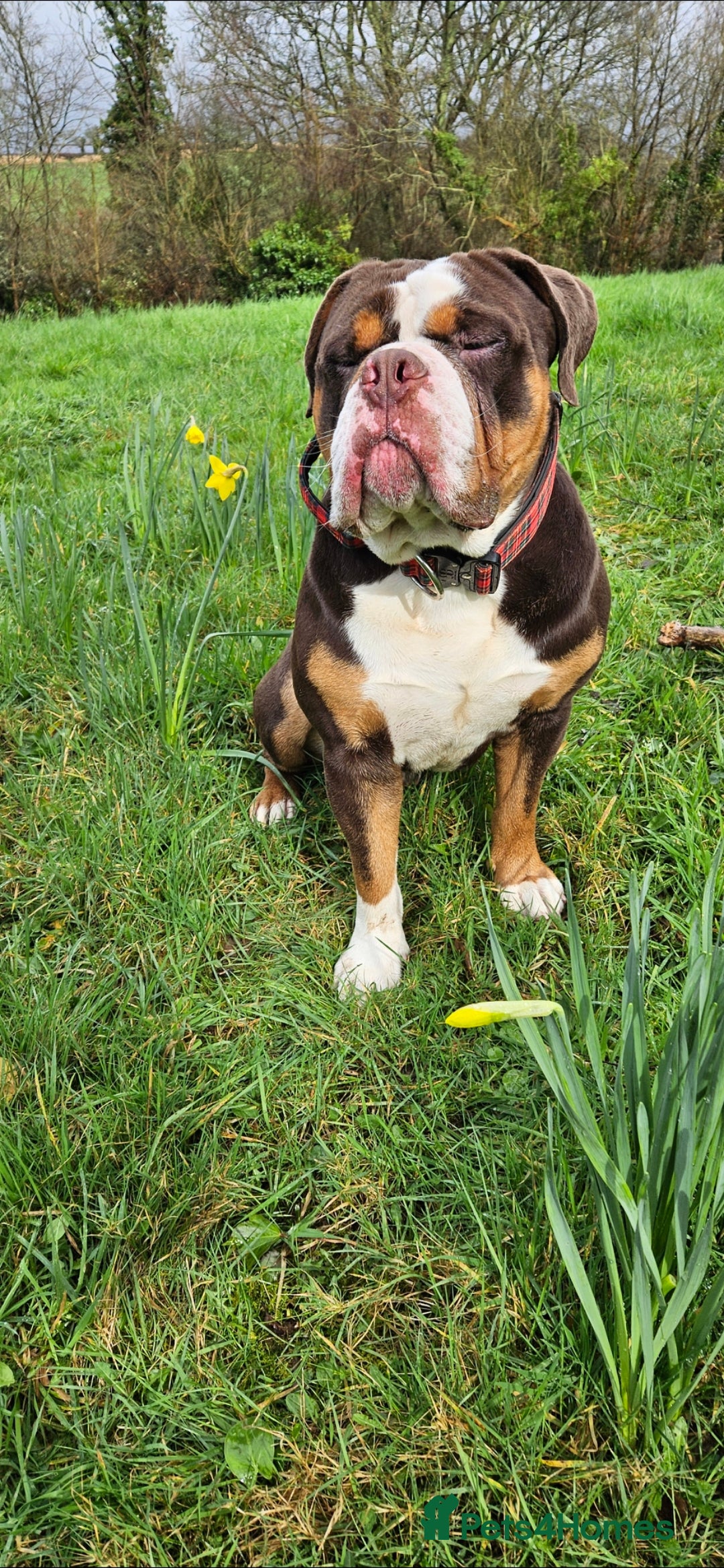 Olde English Bulldogge dogs for sale: Beautiful Male Chocolate Tri Bulldogge - Advert 2