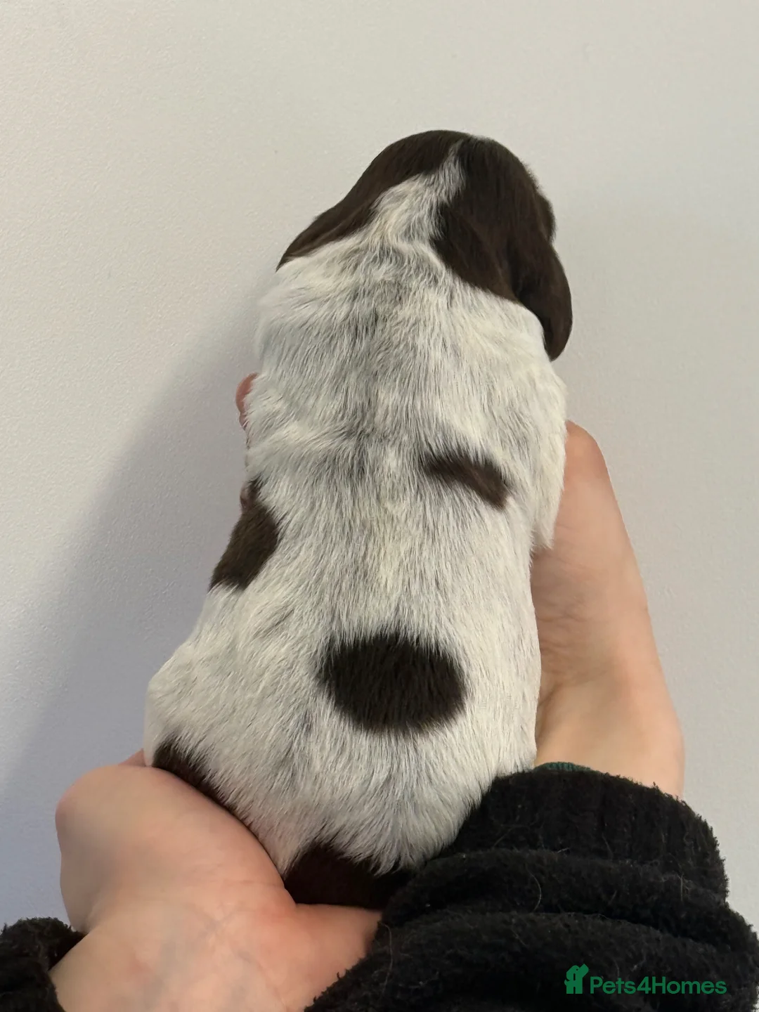 Cocker Spaniel dogs for sale: KC Show Cocker Spaniel Boys  - Advert 2