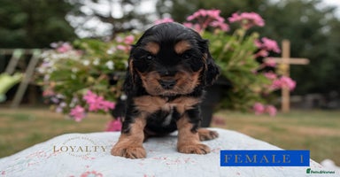 Cocker Spaniel dogs - Advert 15