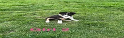 Border Collie dogs for sale: Border Collie Pups - Advert 2