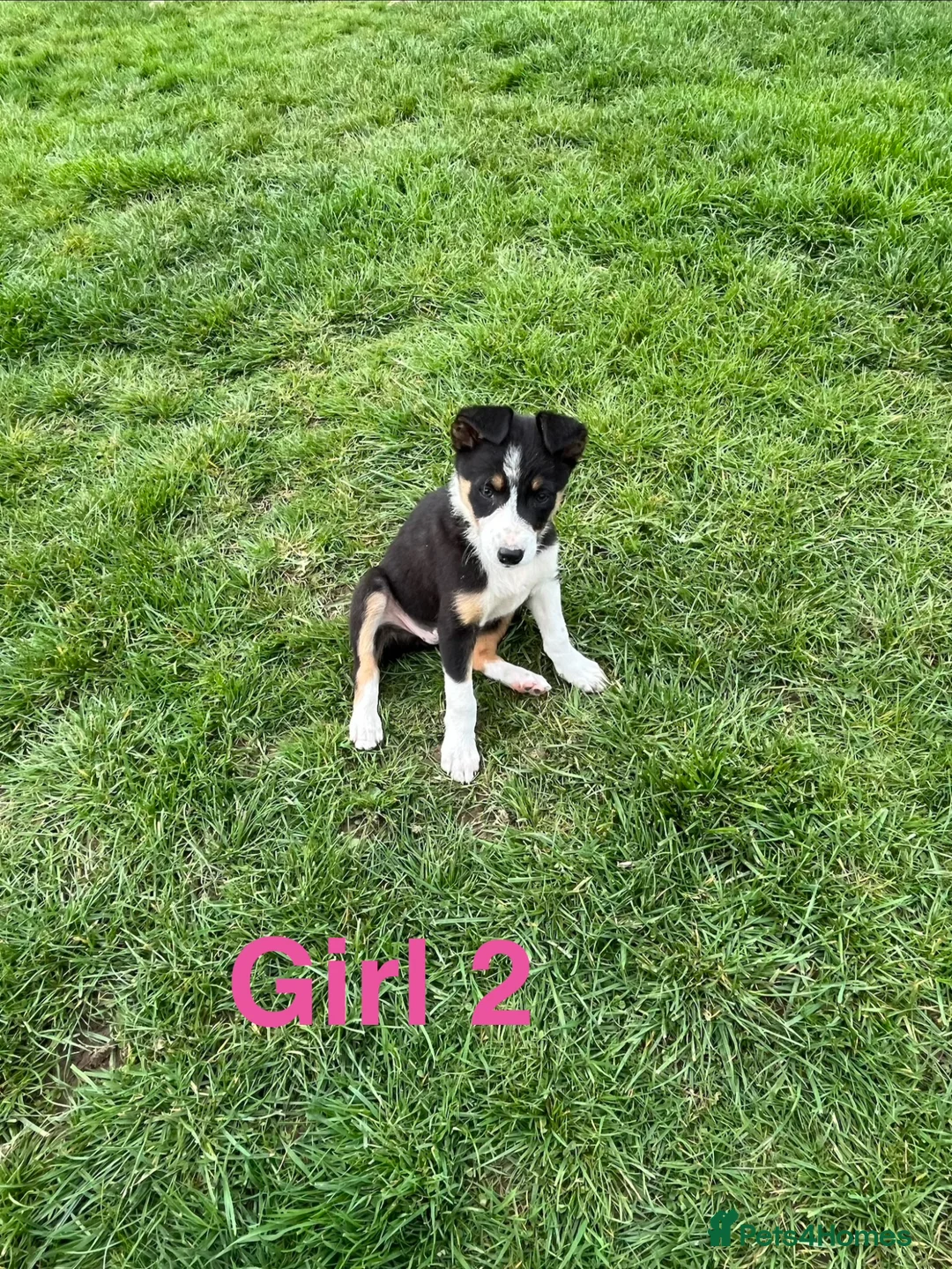 Border Collie dogs for sale: Border Collie Pups - Advert 2