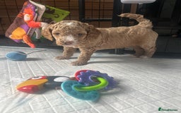 Cavapoo dogs for sale: ✨🌈 Rare Chocolate & Multicoloured Curly Cavapoos - Image 1