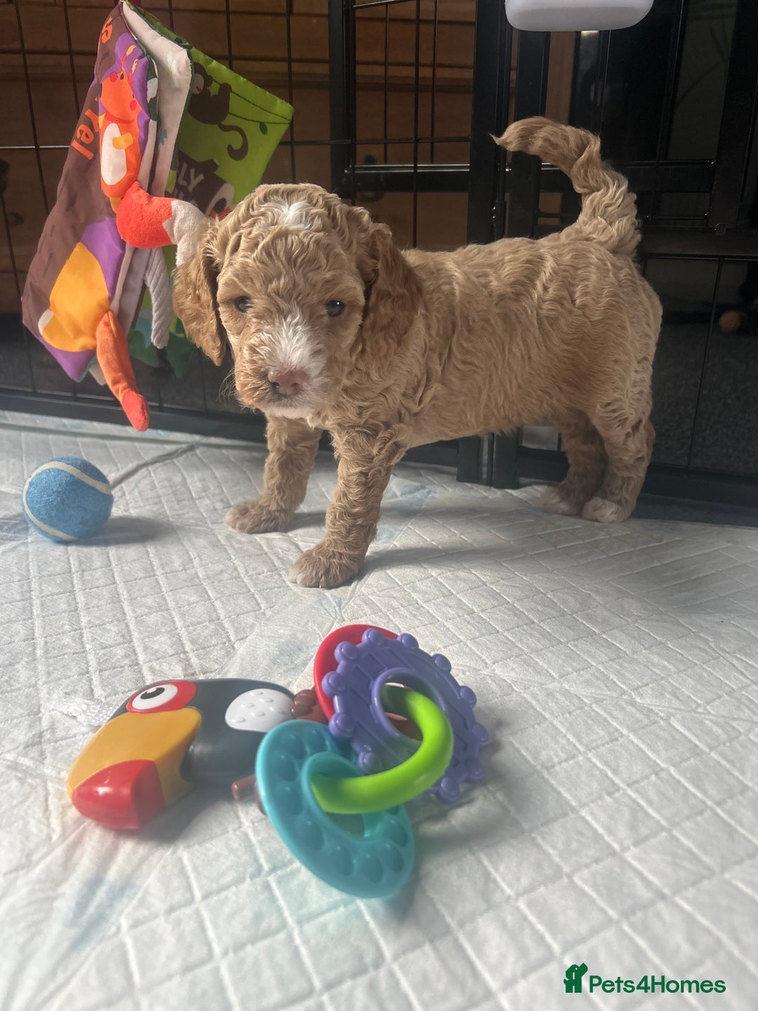 Cavapoo dogs for sale: ✨🌈 Rare Chocolate & Multicoloured Curly Cavapoos - Image 1