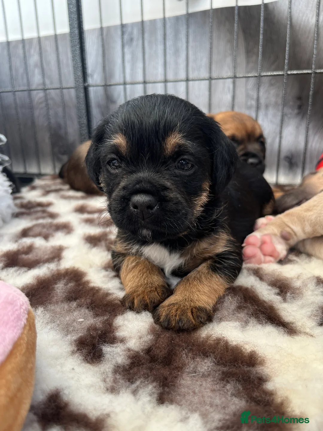 Border Terrier dogs for sale: Border Terrier Bitch Puppy  - Advert 2