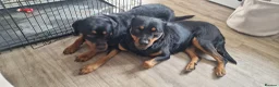 Rottweiler dogs for sale: Pair of rottweiler bitches - Advert 3