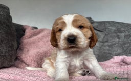 Cocker Spaniel dogs for sale: Top class cocker spaniel puppies  - Image 10