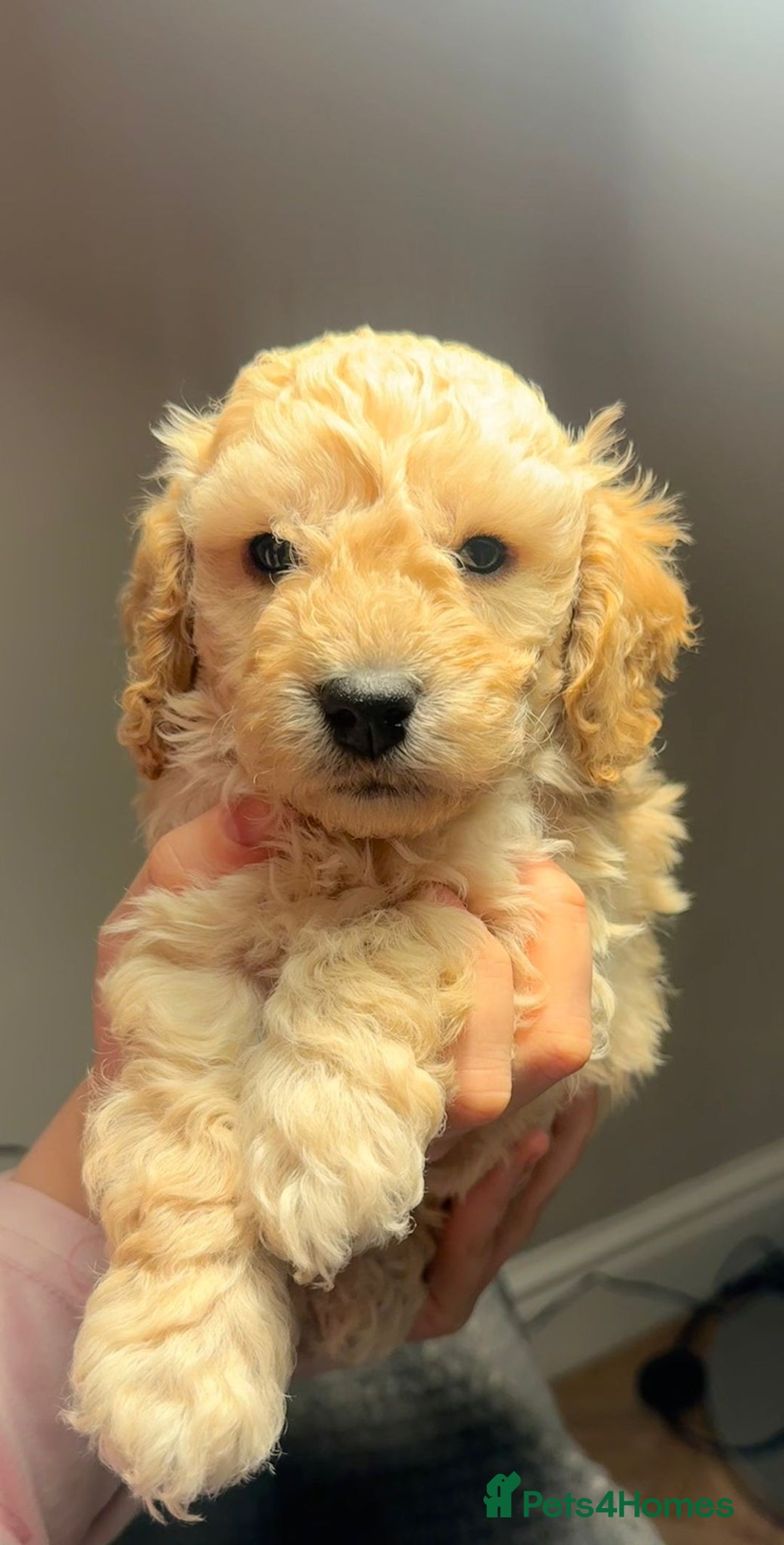 Mixed Breed dogs for sale: Cockapoo/Cavapoo Puppies - Advert 6
