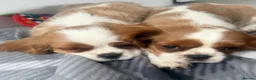 Cavalier King Charles Spaniel dogs for sale: Cavalier King Charles puppy’s - Advert 6