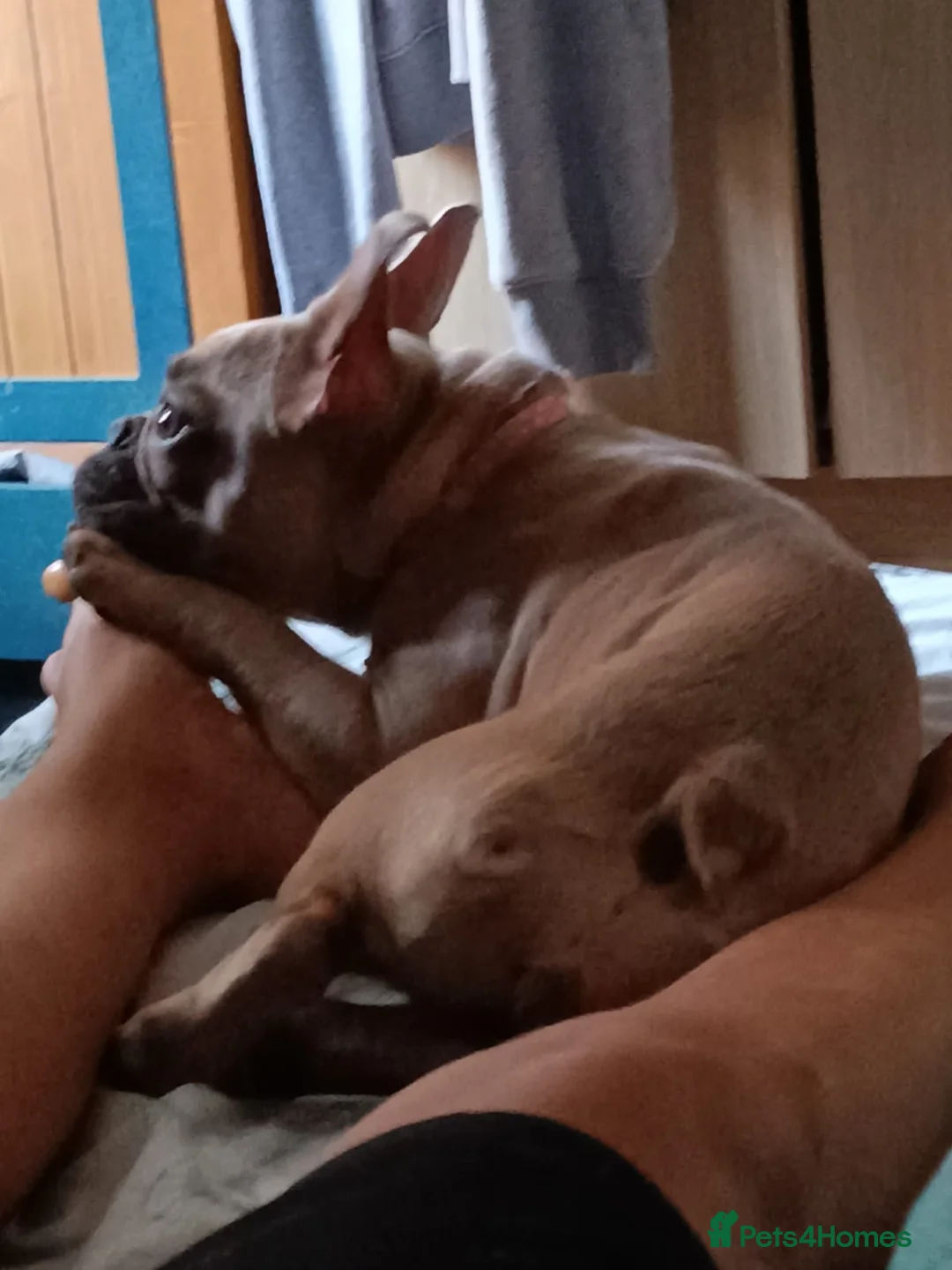 French Bulldog dogs for sale: 9-Month French Bulldog Looking for Loving Home - Advert 3