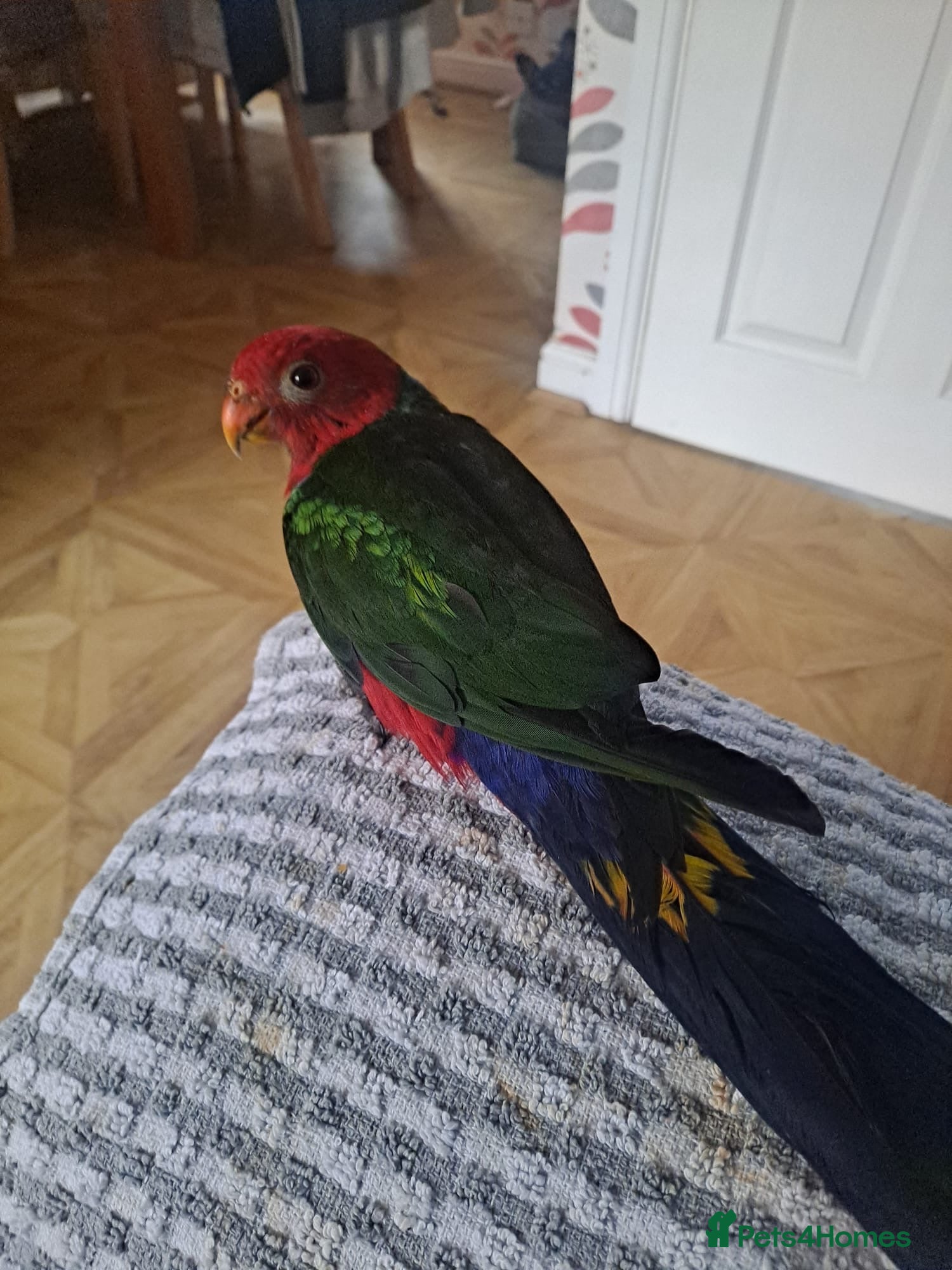 Parrots birds Silly tame Ambonian King parrot for sale in Guildford - Advert 5