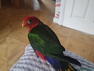 Parrots birds Silly tame Ambonian King parrot for sale in Guildford - Advert 5