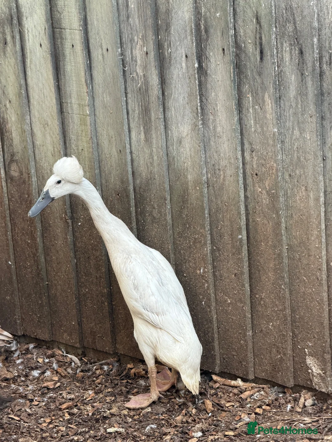 Ducks poultry for sale: Crested runner ducks  - Advert 2