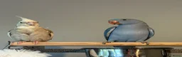 Ringnecks birds for sale: 12 week old male Indian ringneck - Advert 3