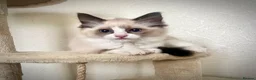 Ragdoll cats for sale: GCCF Registered Ragdoll Kittens  - Advert 9