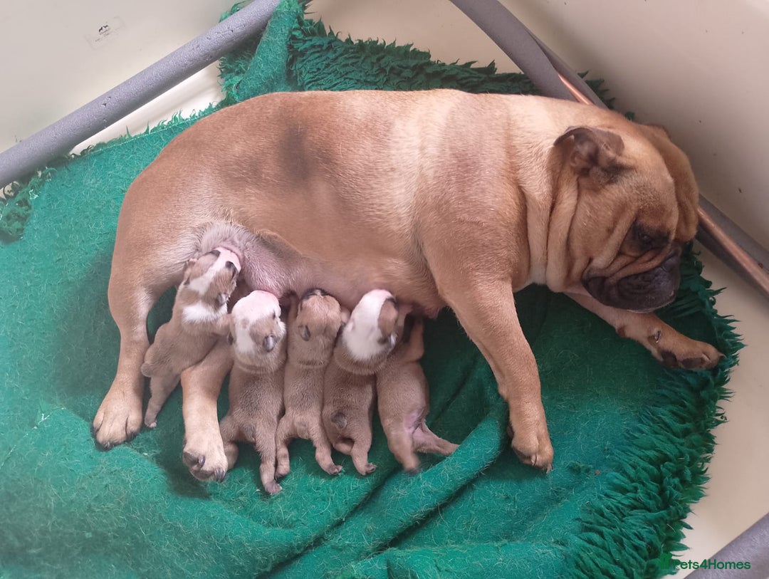 Old Tyme Bulldog dogs for sale: Victorian Bulldogs HEALTH TESTED - Image 7