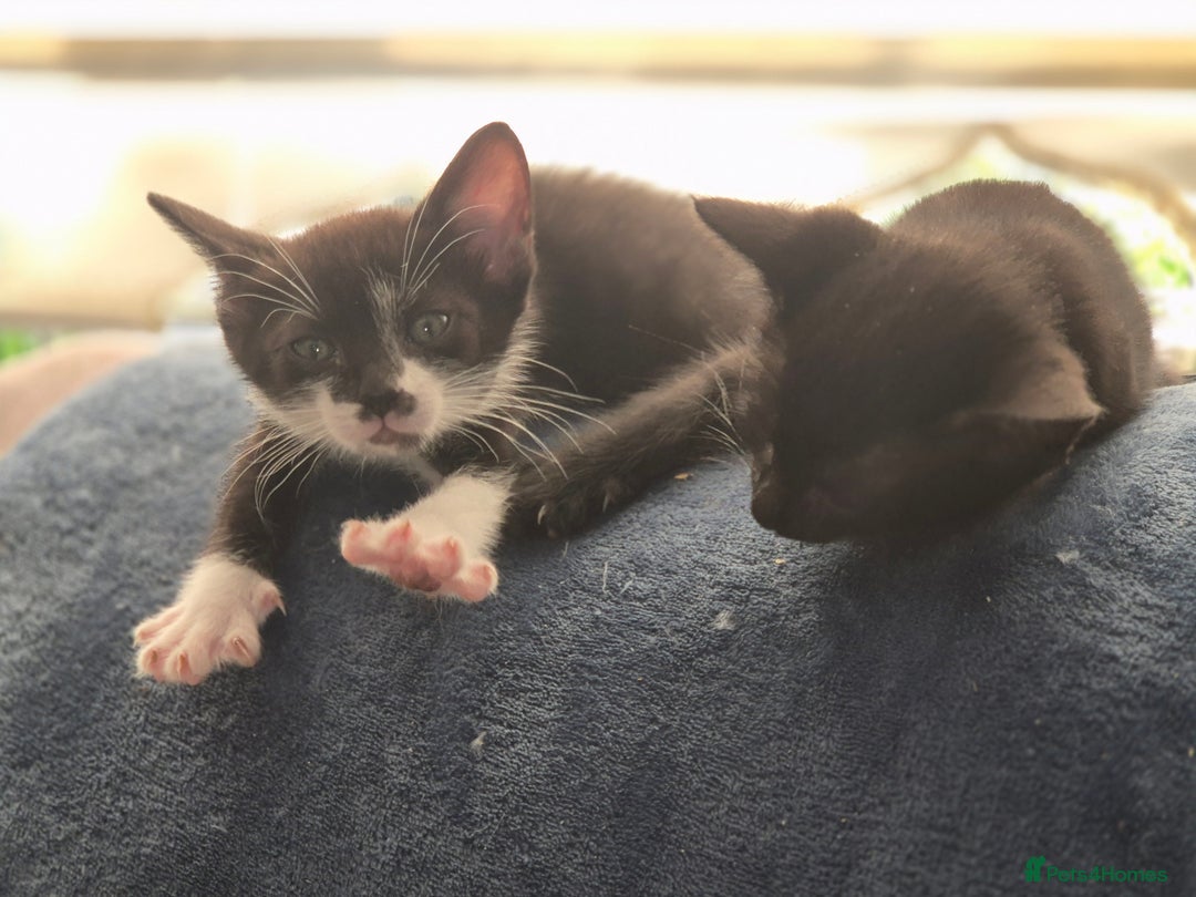 Mixed Breed cats for sale: Fluffy kittens - Image 12