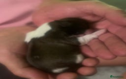 Shih Tzu dogs for sale: 5 Beautiful shihtzu  puppies for sale 2xM 3xF - Image 2