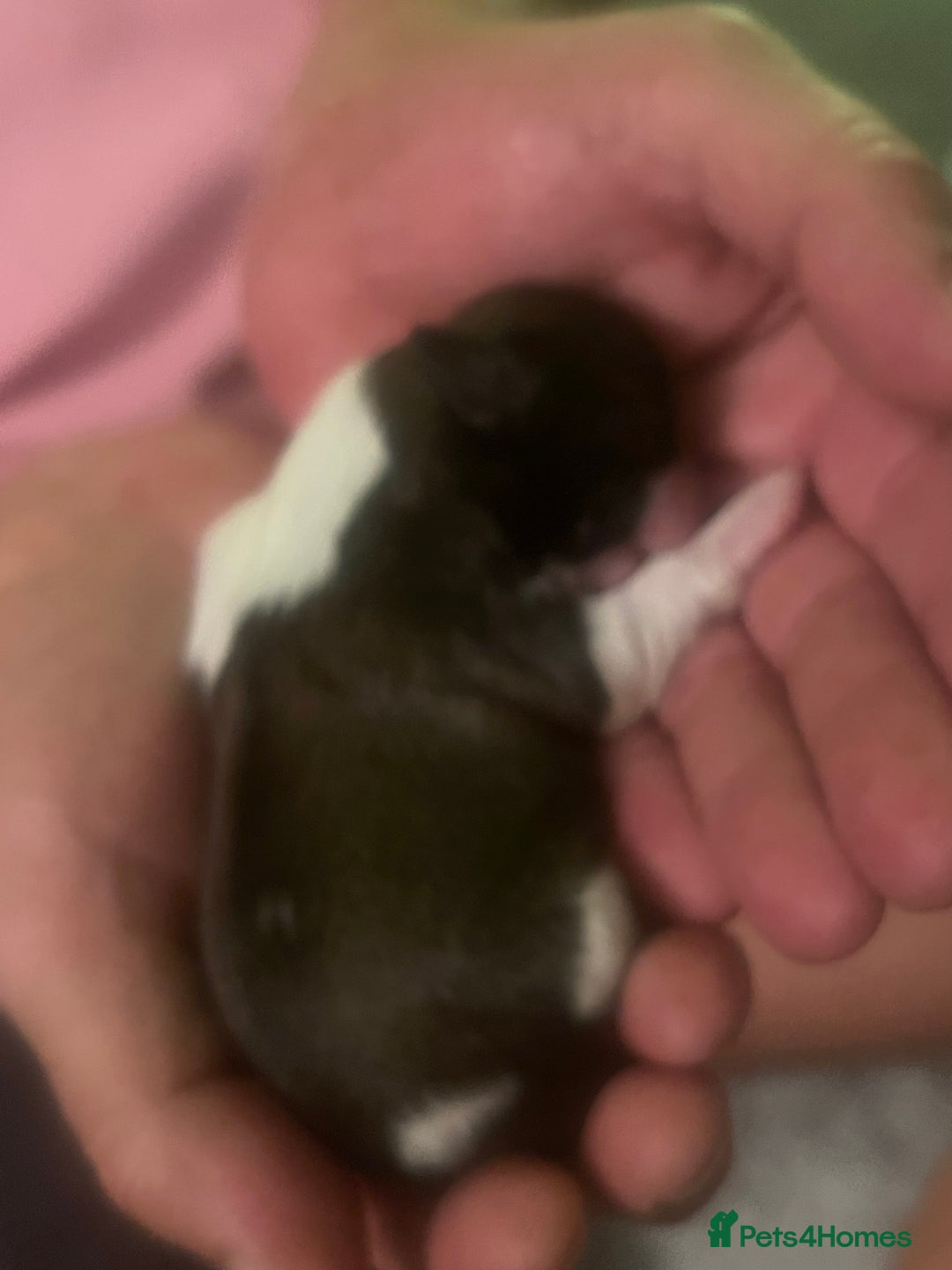 Shih Tzu dogs for sale: 5 Beautiful shihtzu  puppies for sale 2xM 3xF - Image 2