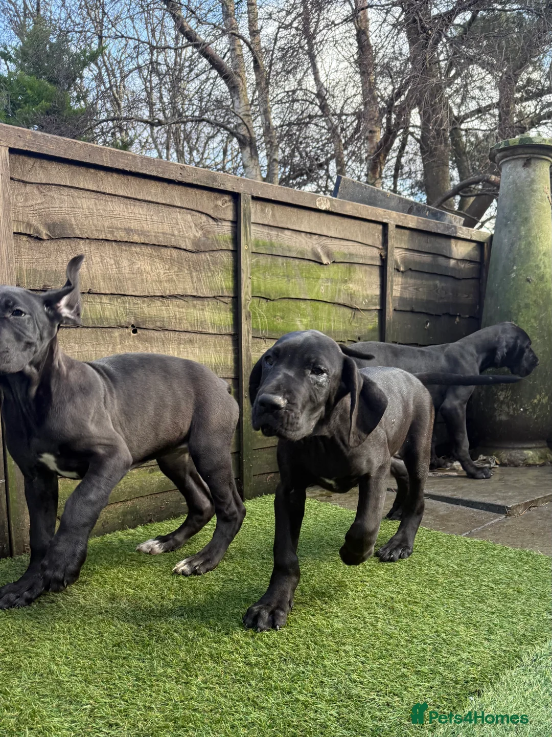 Great Dane dogs for sale: Great Dane Puppies - Advert 5