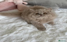 British Longhair cats for sale: Ready 🐻British Longhair chunky kittens💎🧸 - Image 5