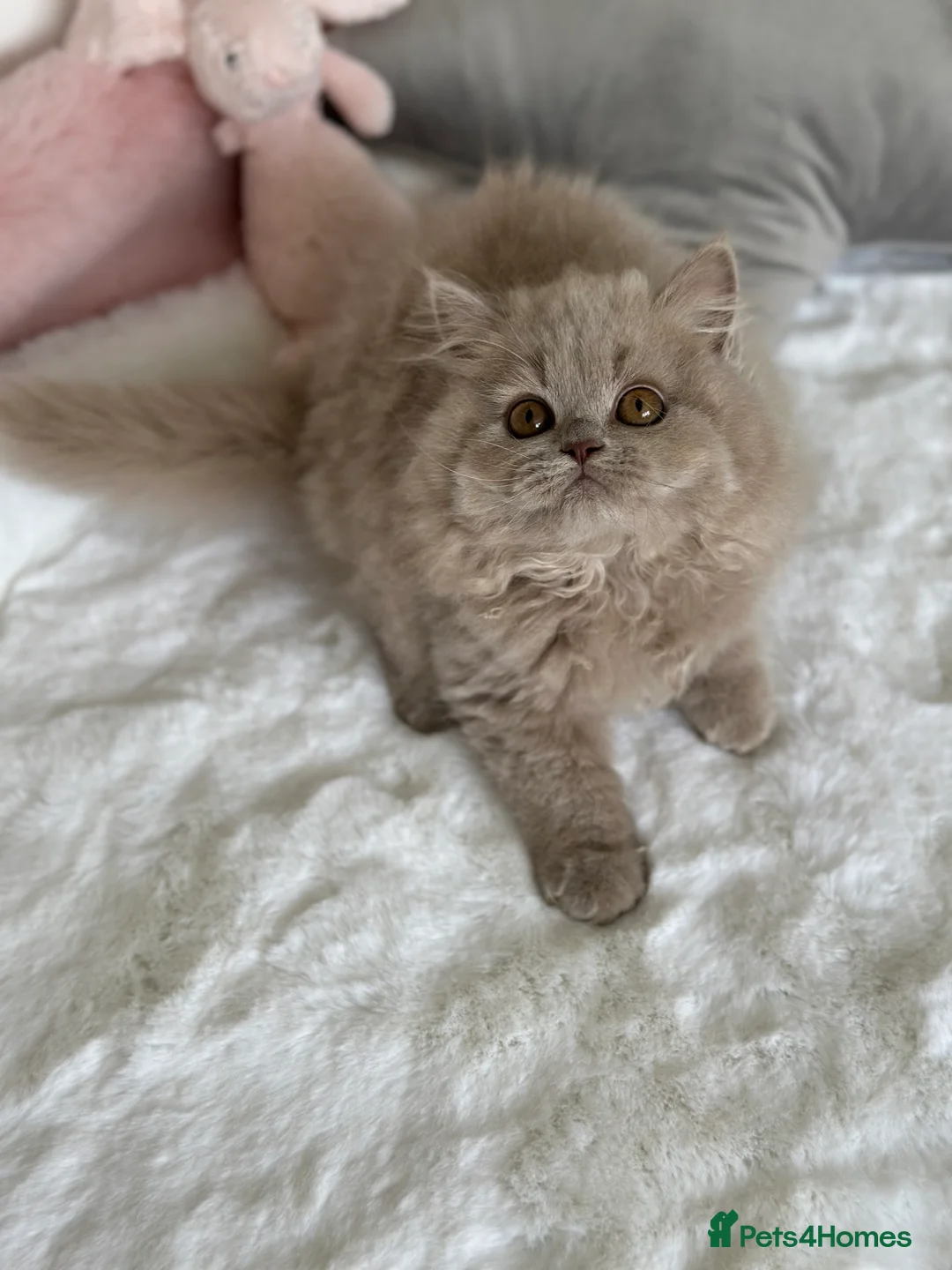 British Longhair cats for sale: Ready 🐻British Longhair chunky kittens💎🧸 - Advert 16