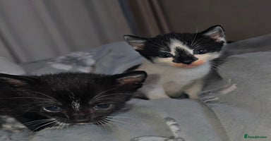 Mixed Breed cats - Advert 5