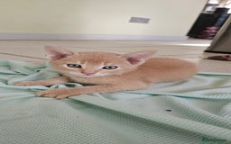 Abyssinian cats for sale: Abyssinian and Bengal x kittens 😻 - Image 22