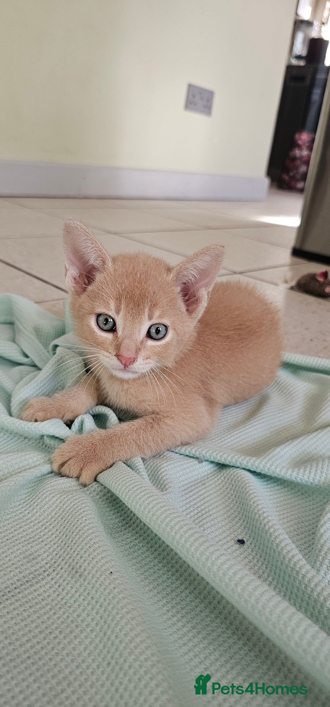 Abyssinian cats for sale: Abyssinian and Bengal x kittens 😻 - Image 22
