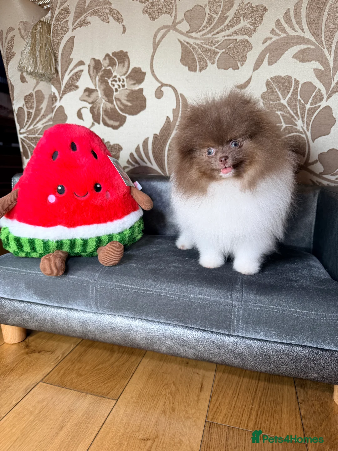 Pomeranian dogs for sale: Cute Pomeranian Boys and Girls  - Advert 9