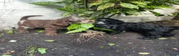 Labradoodle dogs for sale: Labradoodles (F1B) in London W8. READY TO GO HOME - Advert 22