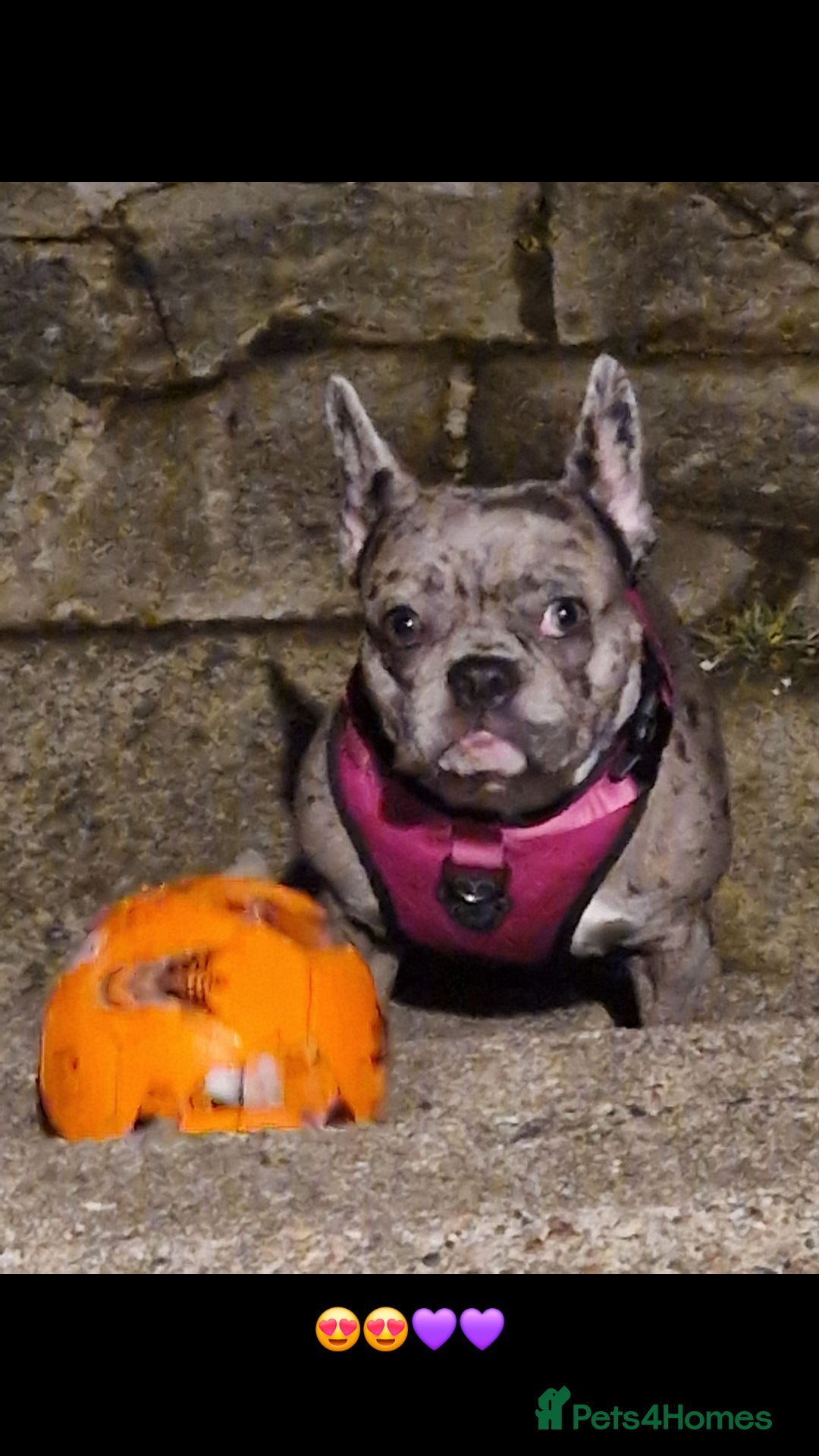 French Bulldog dogs for sale: Last 4 French bulldogs reduced  - Advert 9